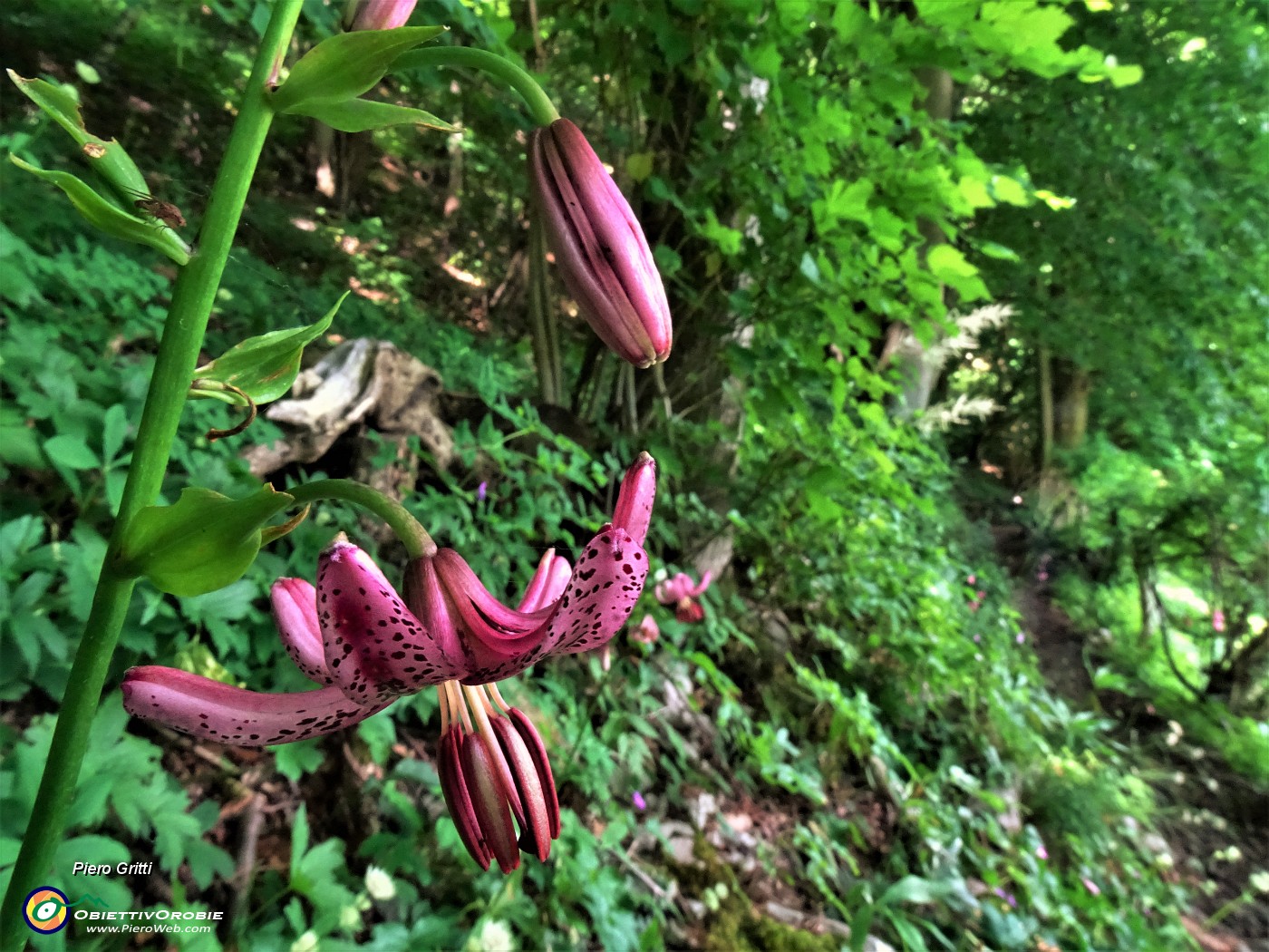 35 Lilium martagon (Giglio martagone).JPG